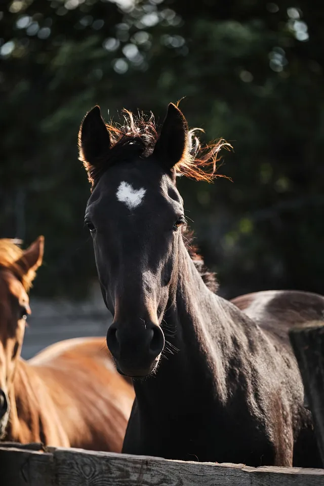 Caballo