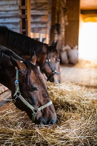 Caballos