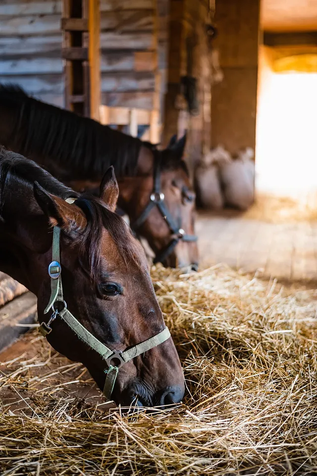 Caballos